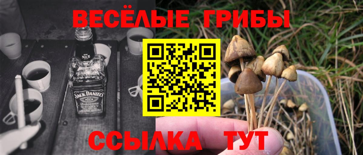 купить   Вход с VPN  Сосновоборск  Галлюциногенные грибы Psilocybe 